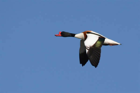 shelduck